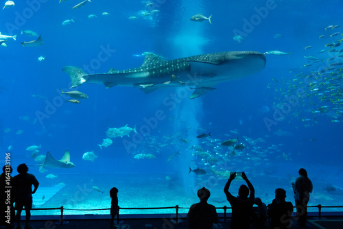 沖縄美ら海水族館　回遊魚たちが泳ぐダイナミックな黒潮の海と、それを眺める人々のシルエット