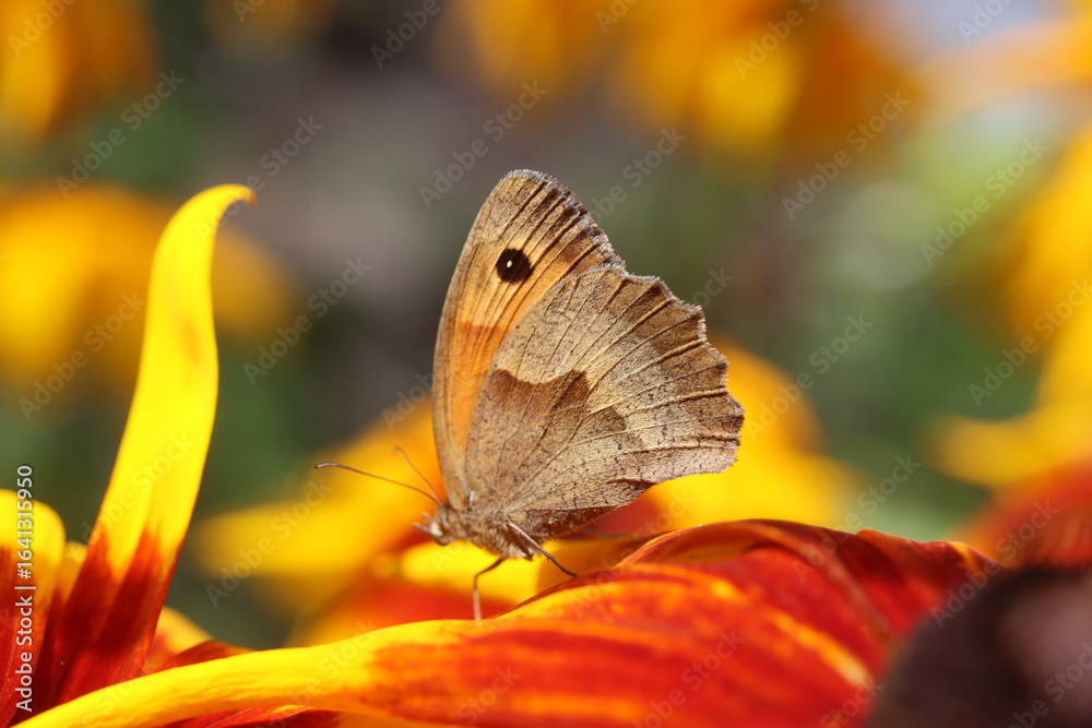 Obraz premium Rudbekia Rudbeckia