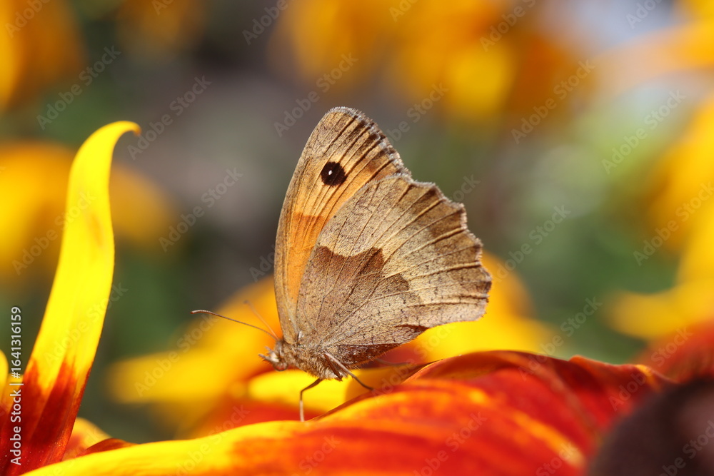Obraz premium Rudbekia Rudbeckia
