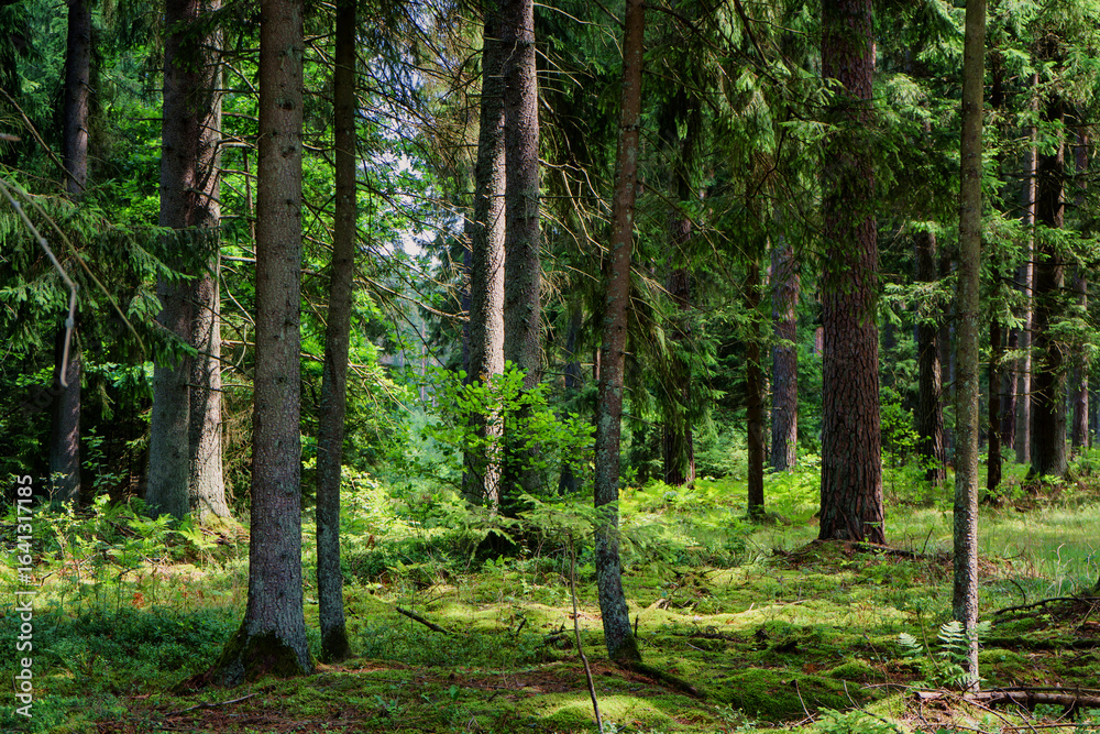 Obraz premium Zbiornik wodny na Świnobródce w Puszczy Knyszyńskiej, Podlasie, Polska