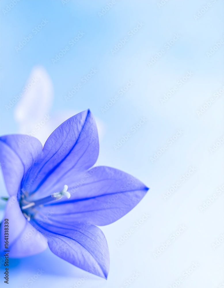 Fototapeta premium Background of bellflower flowers, Japanese name: Kikyou