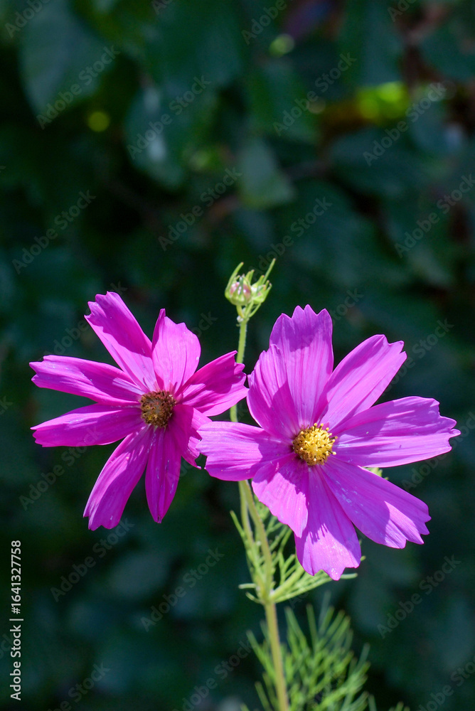 Obraz premium Bright pink cosmos flowers bloom against a lush green background during a sunny afternoon in the garden