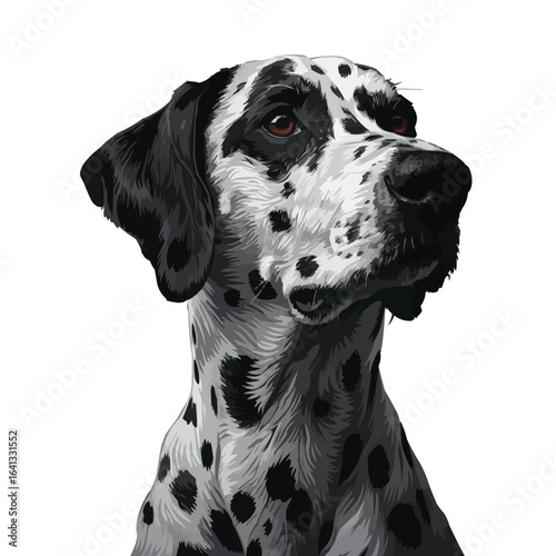 Dalmatian Dog Head and Neck Illustration