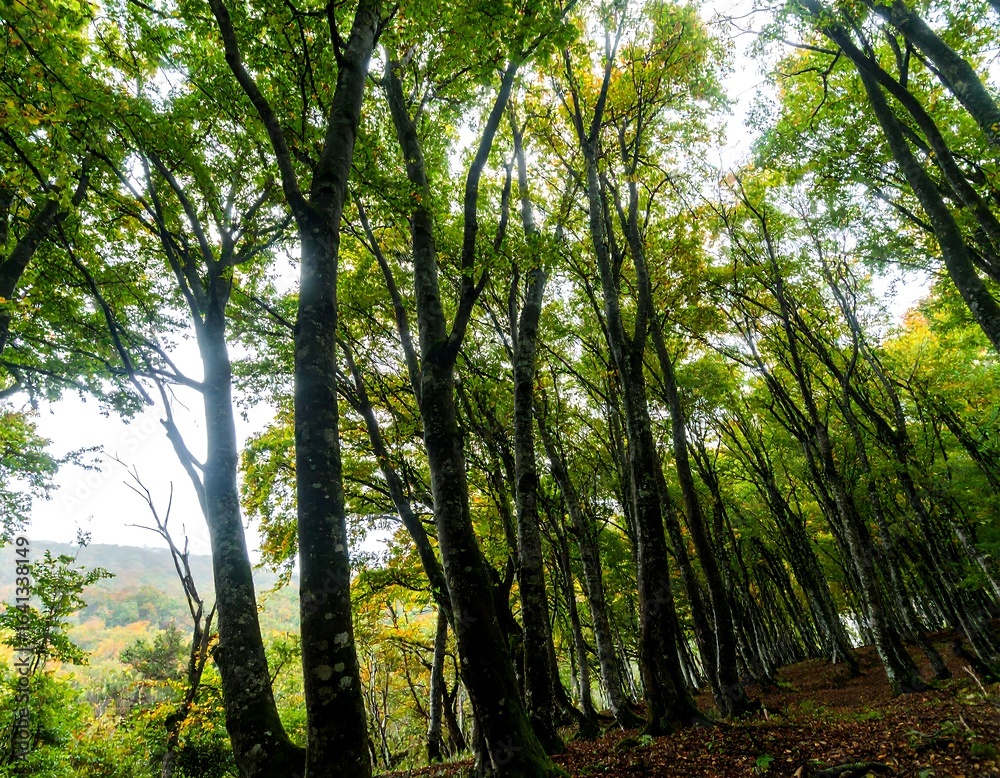 Fototapeta premium Dense forest canopy, upward view