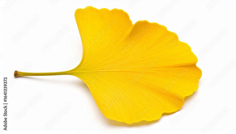 Naklejka premium Hyper Realistic Ginkgo Biloba Leaf Isolated on White Background