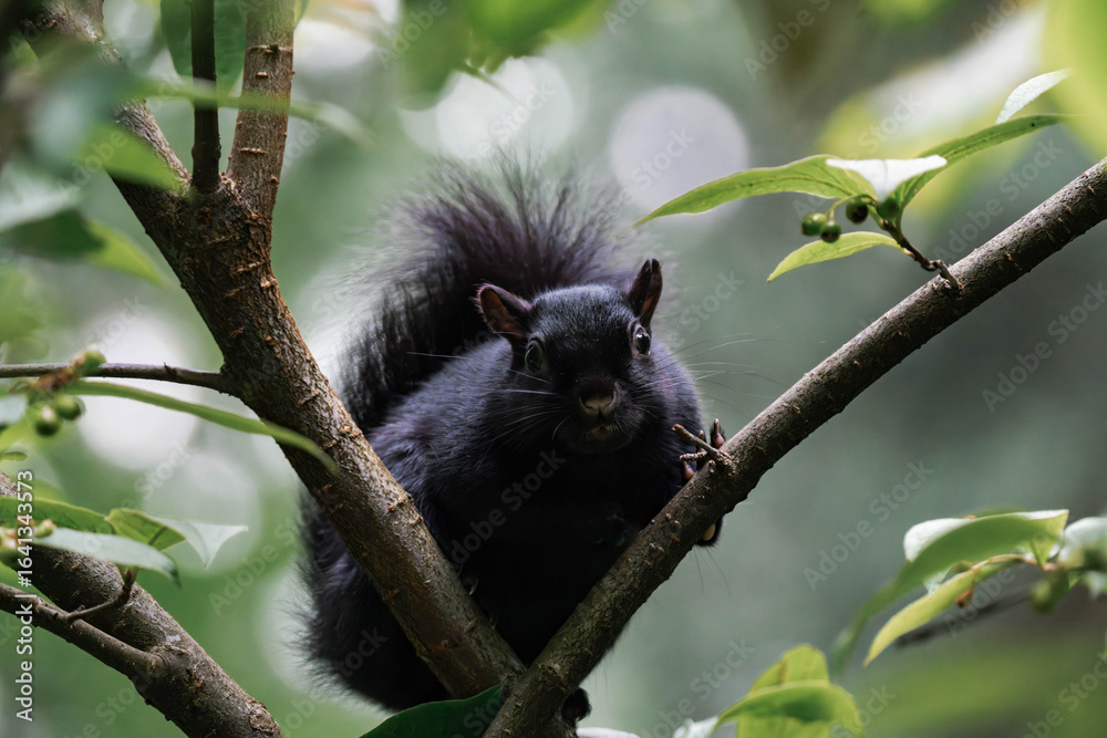 Obraz premium Black squirrel in British Columbia, Canada.