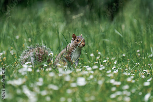 Eastern gray squirrel (Sciurus carolinensis) in British Columbia, Canada.