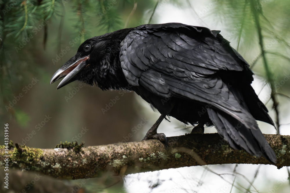 Fototapeta premium Common raven or northern raven (Corvus corax)