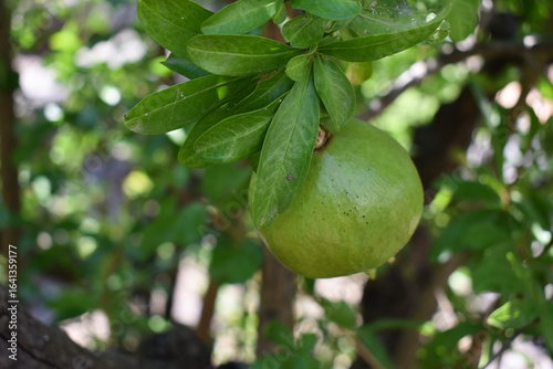 Wallpaper Mural Green ripening pomegranate among the leaves on a tree branch. Branch with young green pomegranate in a summer day. Concept of farming and gardening. Garden with pomegranate trees in Sicily, Italy. Torontodigital.ca