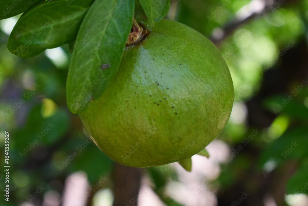Green ripening pomegranate among the leaves on a tree branch. Branch with young green pomegranate in a summer day. Concept of farming and gardening. Garden with pomegranate trees in Sicily, Italy. Green ripening pomegranate among the leaves on a tree branch. Branch with young green pomegranate in a summer day. Concept of farming and gardening. Garden with pomegranate trees in Sicily, Italy.