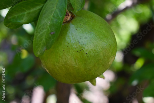 Wallpaper Mural Green ripening pomegranate among the leaves on a tree branch. Branch with young green pomegranate in a summer day. Concept of farming and gardening. Garden with pomegranate trees in Sicily, Italy. Torontodigital.ca