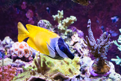 Photography The foxface rabbitfish, Siganus vulpinus, produces venom in the spines of fins
