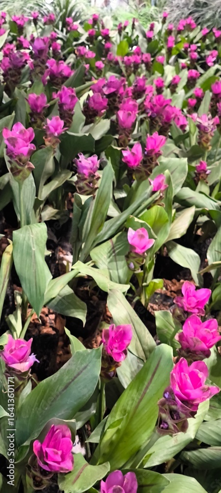 The ginger flower is a flowering plant. The ginger flower is a flowering plant.