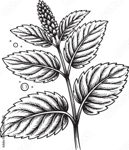 Botanical Balm Mint Engraving Illustration Aromatic Herb Isolated on Transparent Backdrop