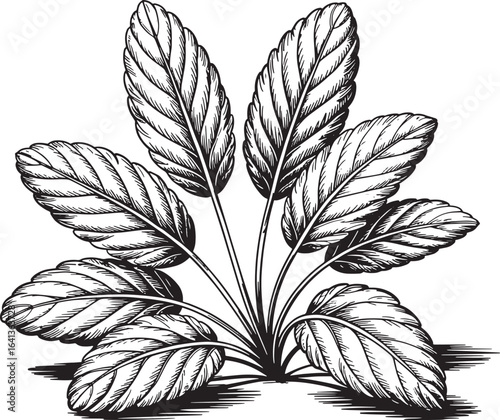 Botanical Taro Plant Engraving Illustration Tropical Ingredient Isolated on Transparent