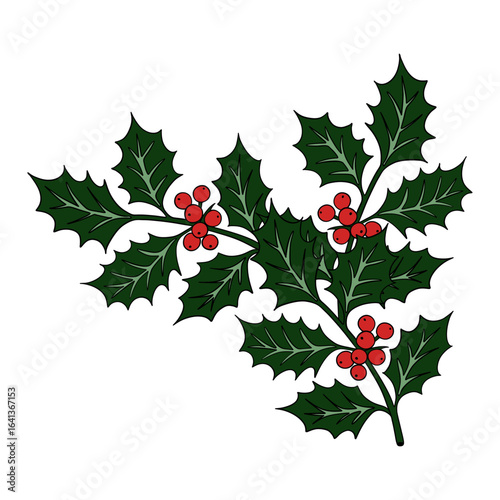 Christmas plant holly berries. Winter seasonal decoration plant with green leaves. Xmas and New Year element collection 