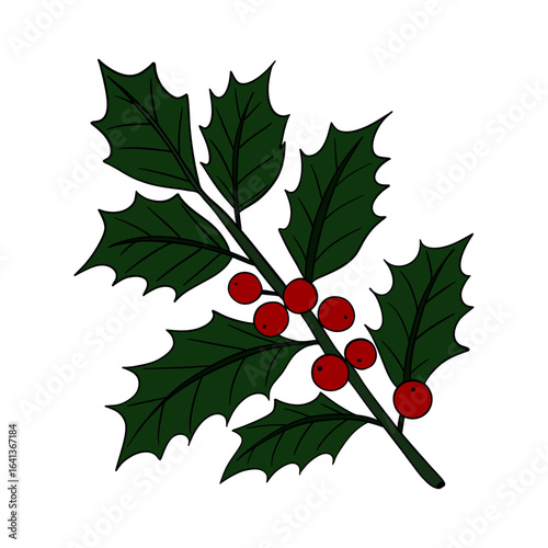 Christmas plant holly berries. Winter seasonal decoration plant with green leaves. Xmas and New Year element collection 