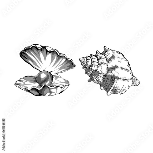 Black and white seashell and pearl illustration – marine life sketch