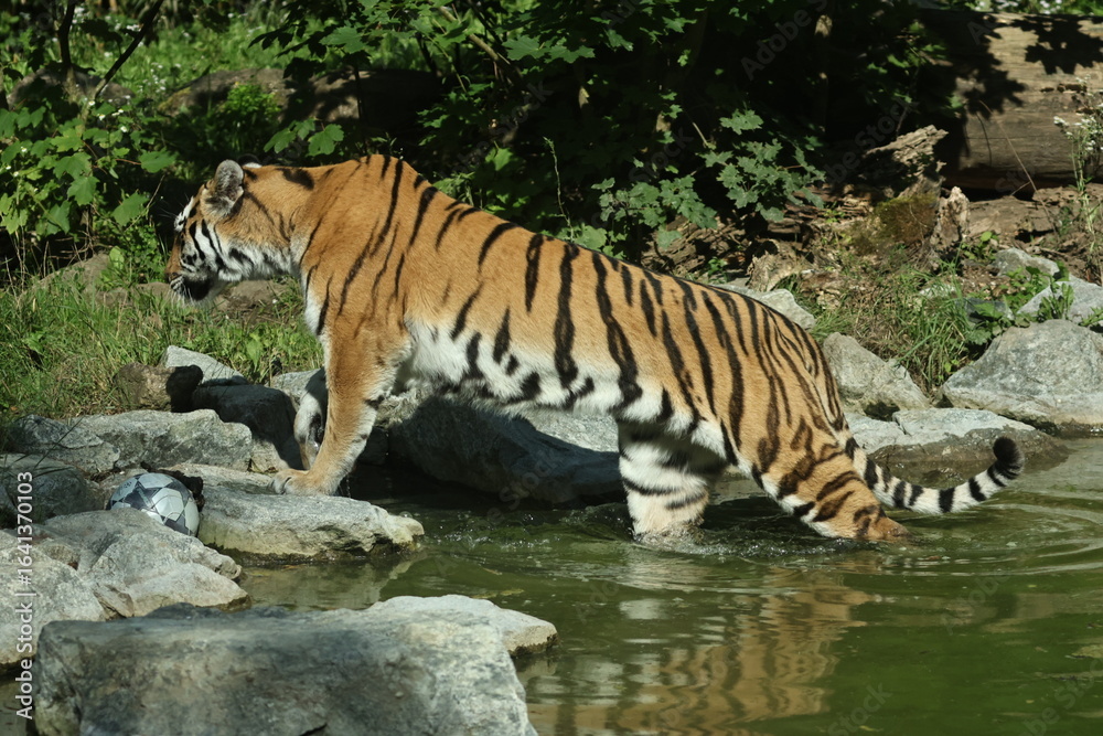 Fototapeta premium tiger