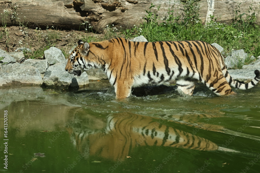 Fototapeta premium tiger