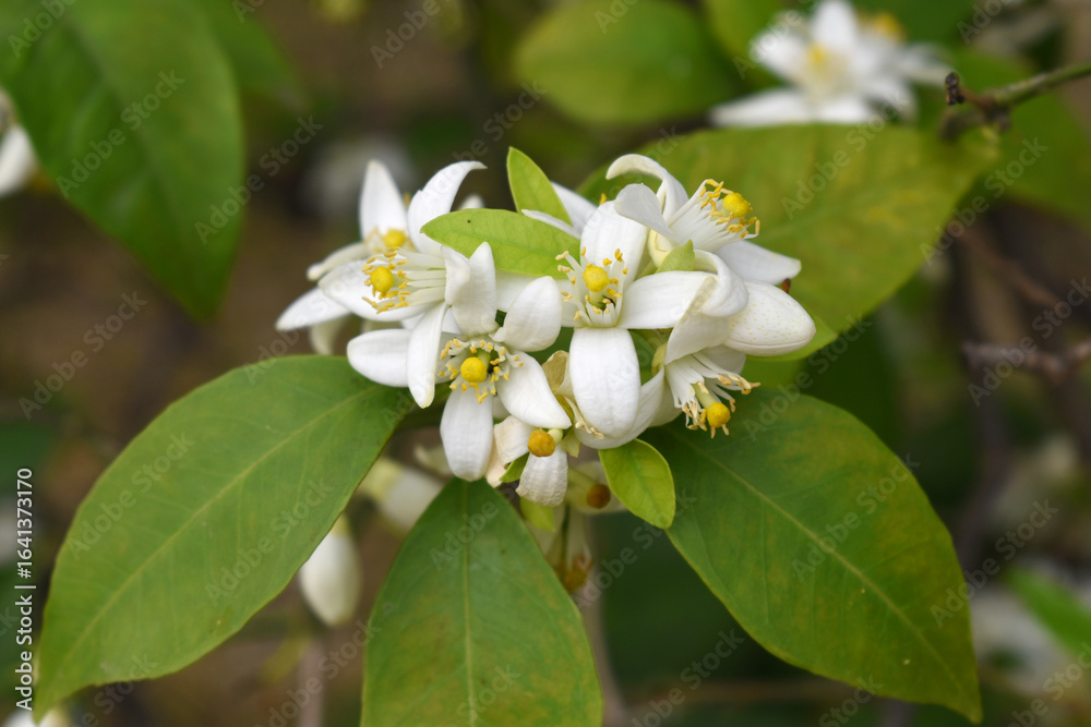 Blossoming orange tree flowers, orange blossoms, Spring harvest, closeup of Orange tree branches with flowers and leaves, buds and leaves, white little flower closeup, Chakwal, Punjab, Pakistan Blossoming orange tree flowers, orange blossoms, Spring harvest, closeup of Orange tree branches with flowers and leaves, buds and leaves, white little flower closeup, Chakwal, Punjab, Pakistan