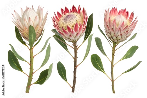 Three king protea flowers with delicate petals and green leaves isolated on a clean white background