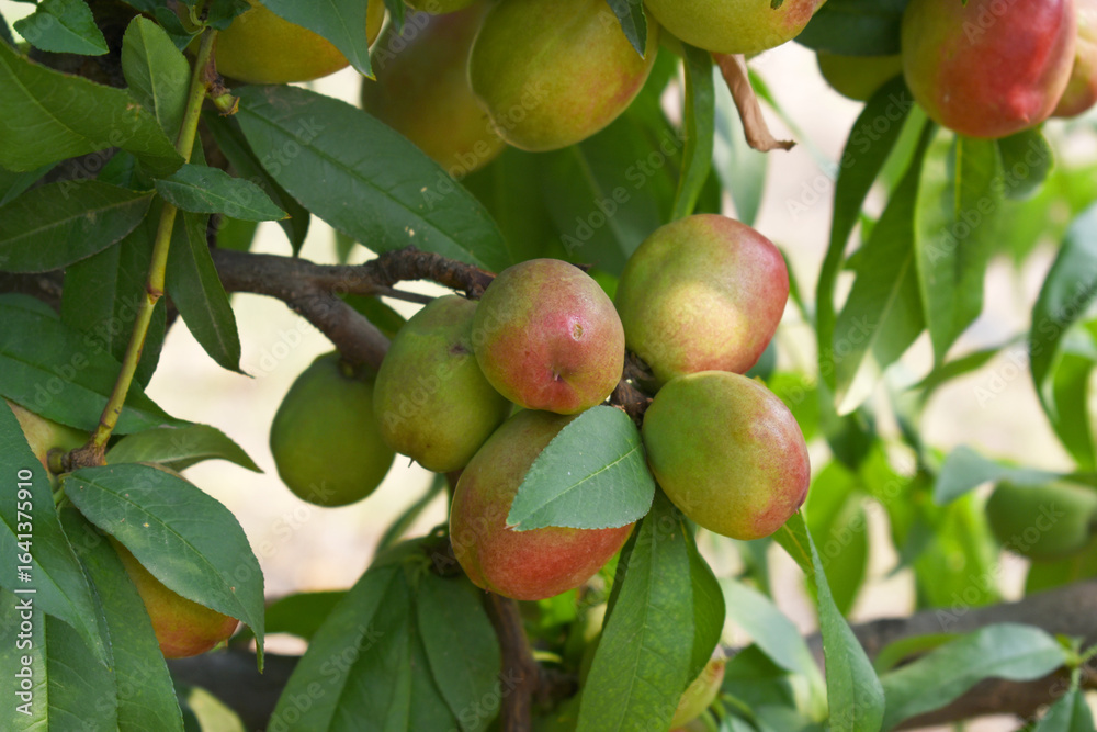 Fresh young unripe nectarine fruits on a tree branch with leaves closeup, A bunch of unripe nectarine on a branch, beautiful delicious fruit nectarine on the tree, nectarine fruits growing on a tree Fresh young unripe nectarine fruits on a tree branch with leaves closeup, A bunch of unripe nectarine on a branch, beautiful delicious fruit nectarine on the tree, nectarine fruits growing on a tree