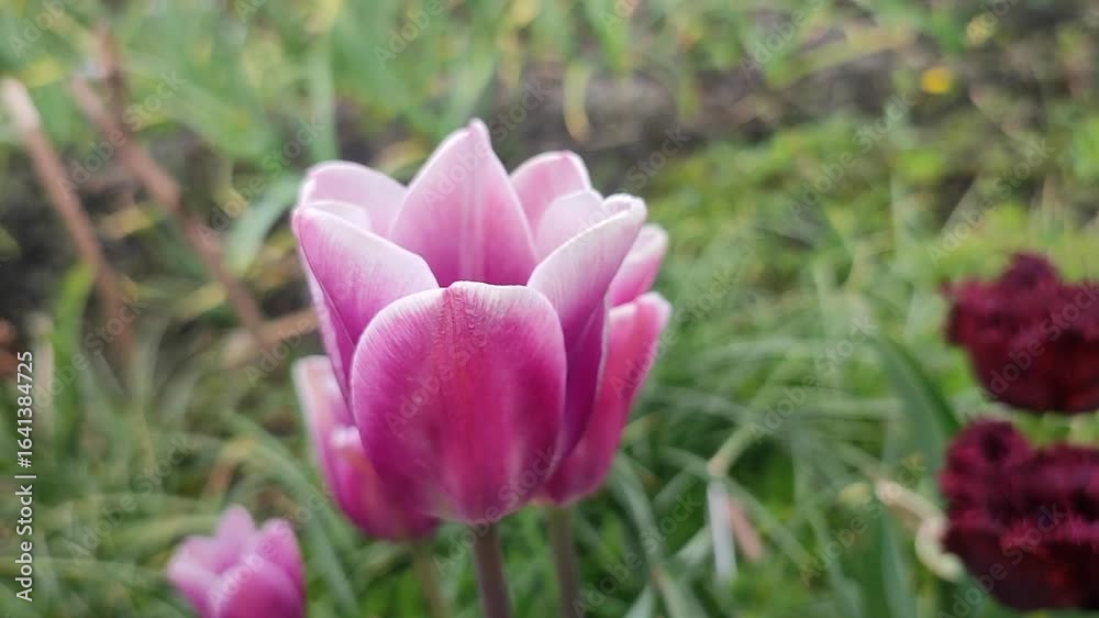 Tulip. Beautiful blooming tulip flower. Blooming tulip flower with purple petal in inflorescence on sunny spring morning. Blooming of blossoming white tulip flower growing ground. Natural background Tulip. Beautiful blooming tulip flower. Blooming tulip flower with purple petal in inflorescence on sunny spring morning. Blooming of blossoming white tulip flower growing ground. Natural background