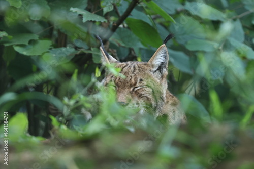Photography luchs