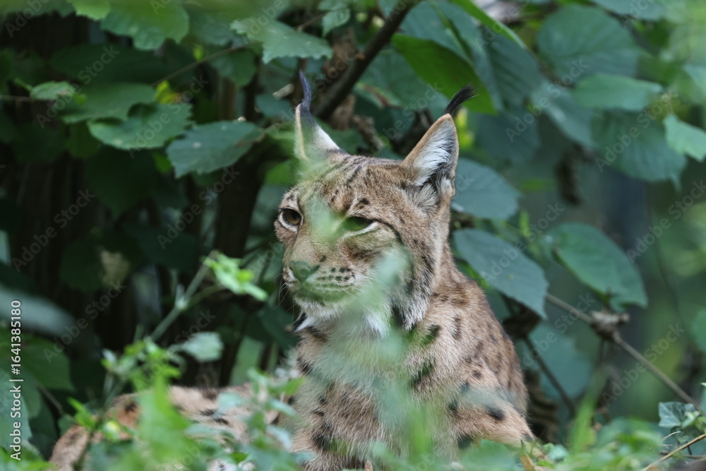 Fototapeta premium luchs