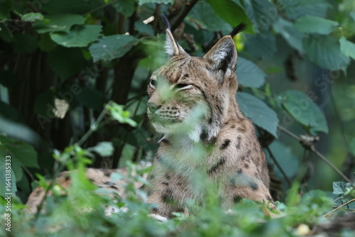 luchs