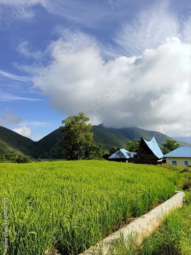 green grass and blue sky