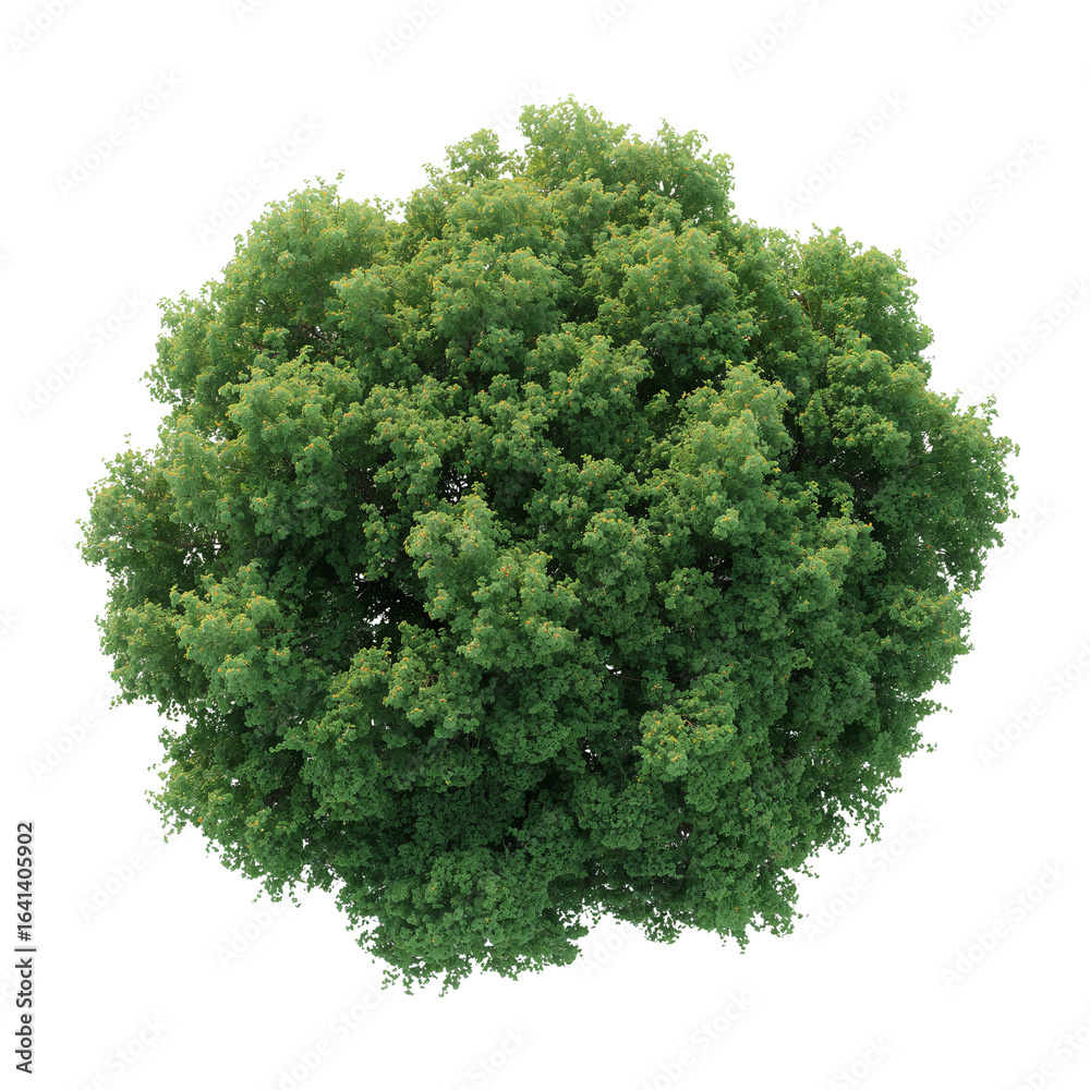 Obraz premium Lush verdant arboreal form with detailed leaf structure against an isolated clear substrate
