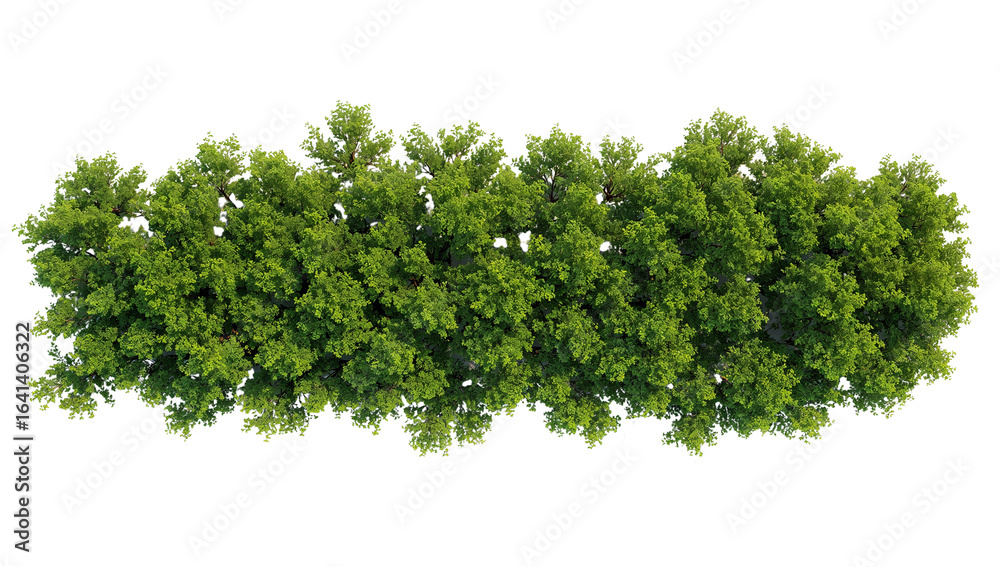 Obraz premium Lush green foliage canopy cutout against transparent background for architectural rendering