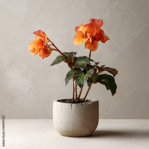 Single Flower Beauties in Soft Natural Light