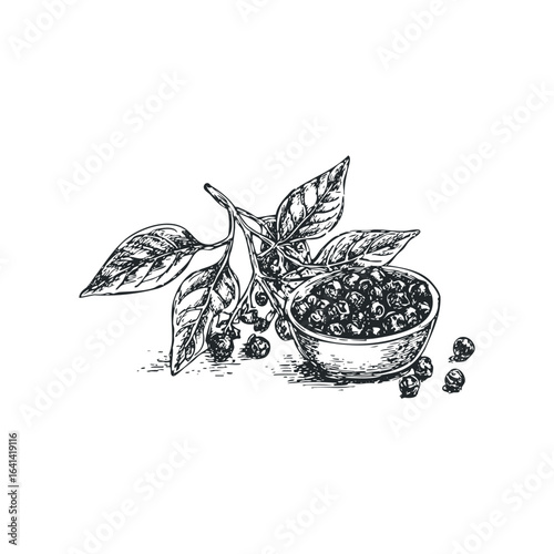 Hand-drawn illustration of peppercorns in a bowl with fresh peppercorn branches