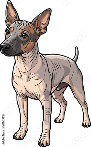 Cute American Hairless Terrier dog with curious tilted head 