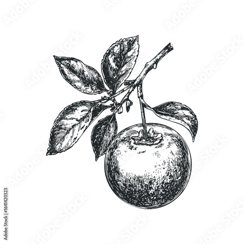 Detailed Engraving of a Ripe Orange Fruit on a Twig with Leaves