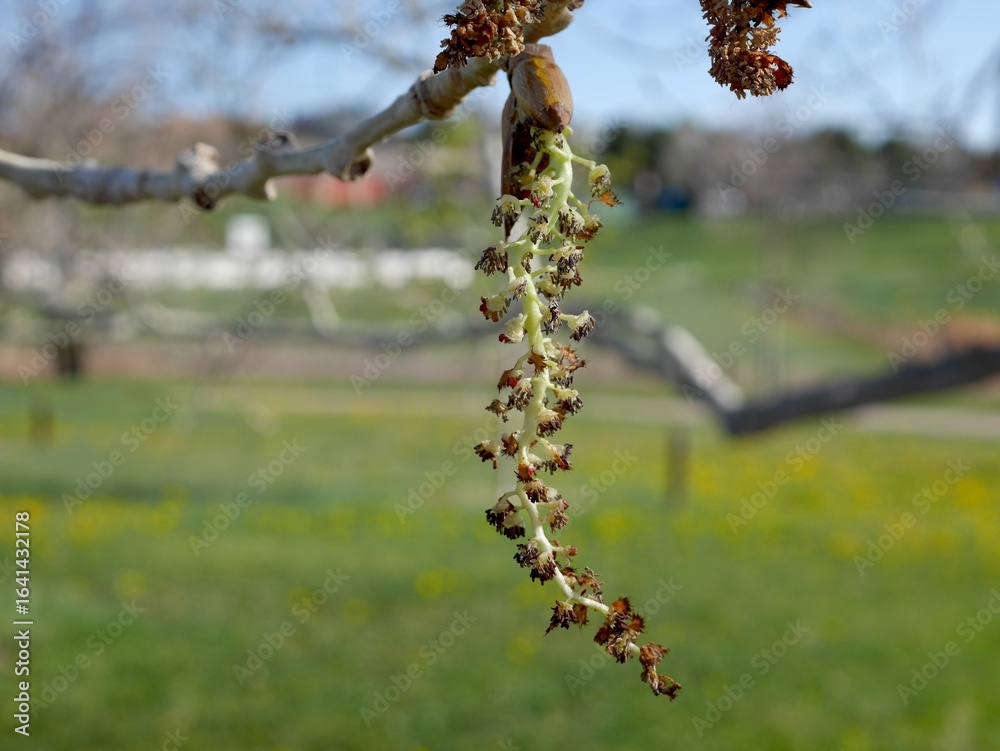 Naklejka premium Jeronimus Plains Cottonwood Catkin Blooming in April, Colorado