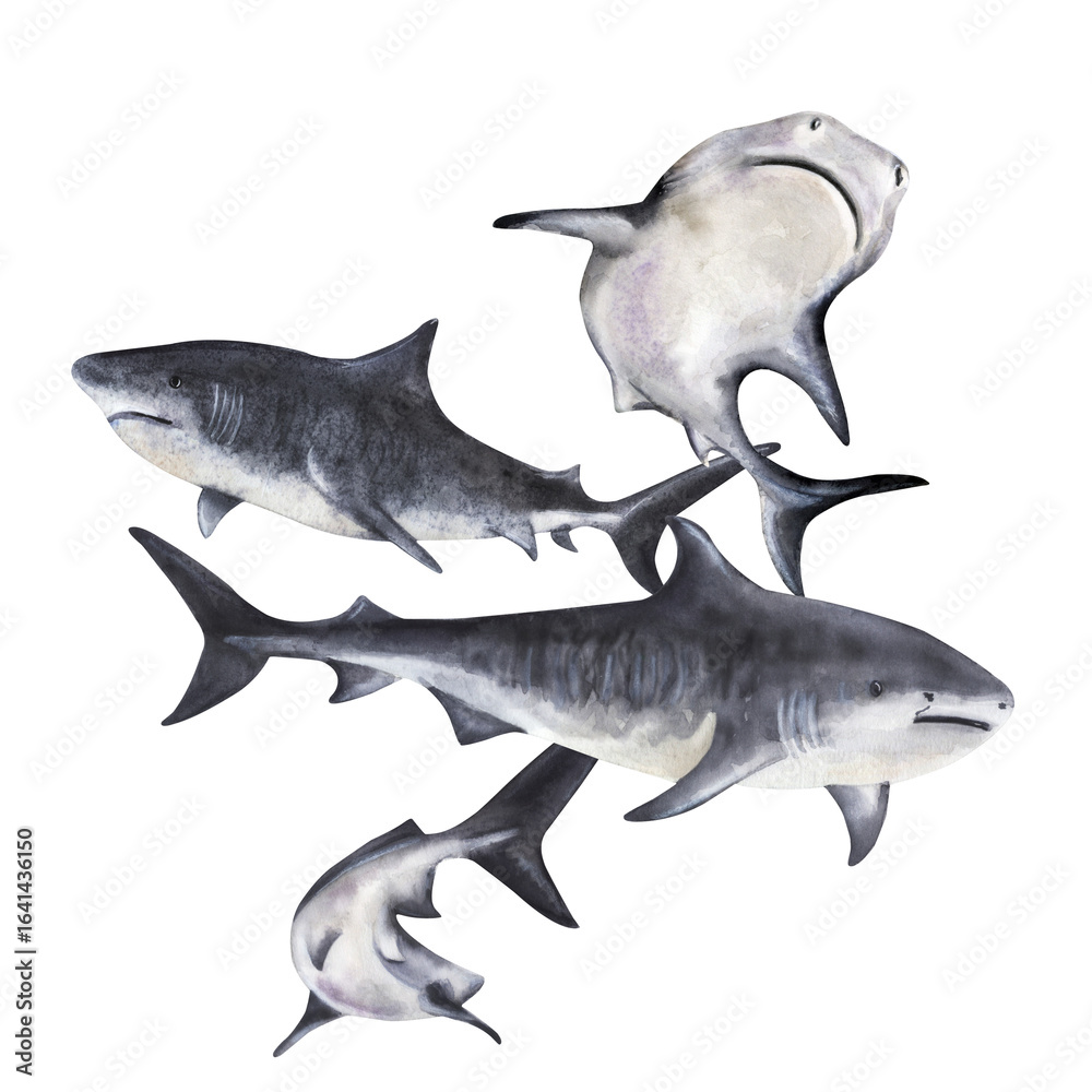 Fototapeta premium Hand painted monochrome illustration of a tiger shark group underwater. Ideal for marine biology visuals, diving posters, scuba tours and ocean designs.