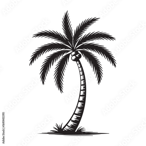 Detailed black and white illustration of a tropical palm tree