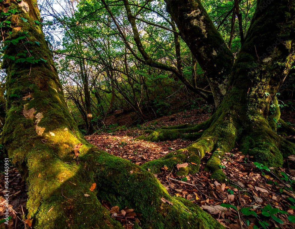 Fototapeta premium Sunlight filters mossy forest floor