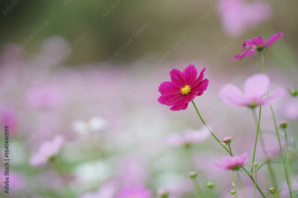 Fototapeta premium 濃いピンク色のコスモス(1)