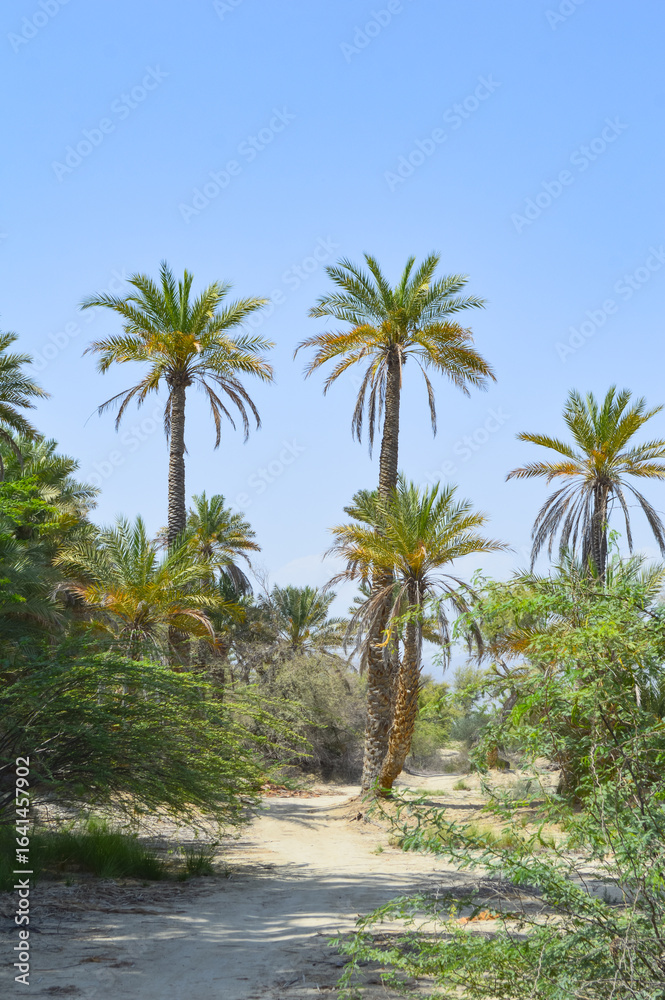 Fototapeta premium Beautiful view of dates palm trees blue sky nature summer landscape fruit farming balochistan city Turbat