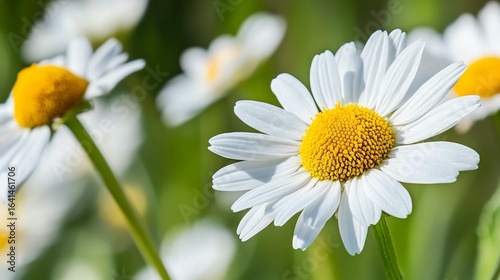 White Daisies in a Field