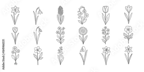 Elegant minimalist flower outlines featuring spring blooms in linear style