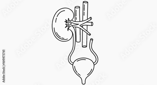 Detailed Black and White Illustration of Human Urinary System