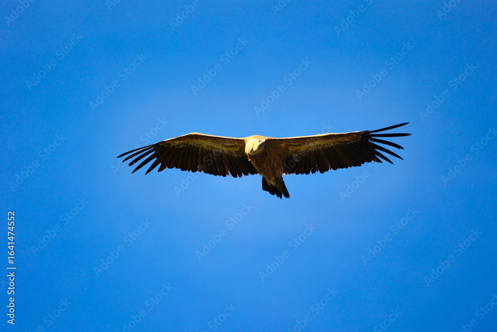 Fototapeta premium Buitre leonado volando en el cielo azul, ave rapaz carroñera en libertad en su hábitat natural de la península ibérica