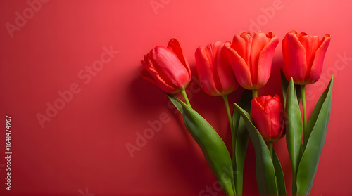 "Vibrant Red Tulips on a Ruby Red Background"