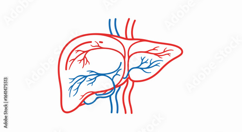 Detailed Line Art Illustration of Human Liver with Blood Vessels